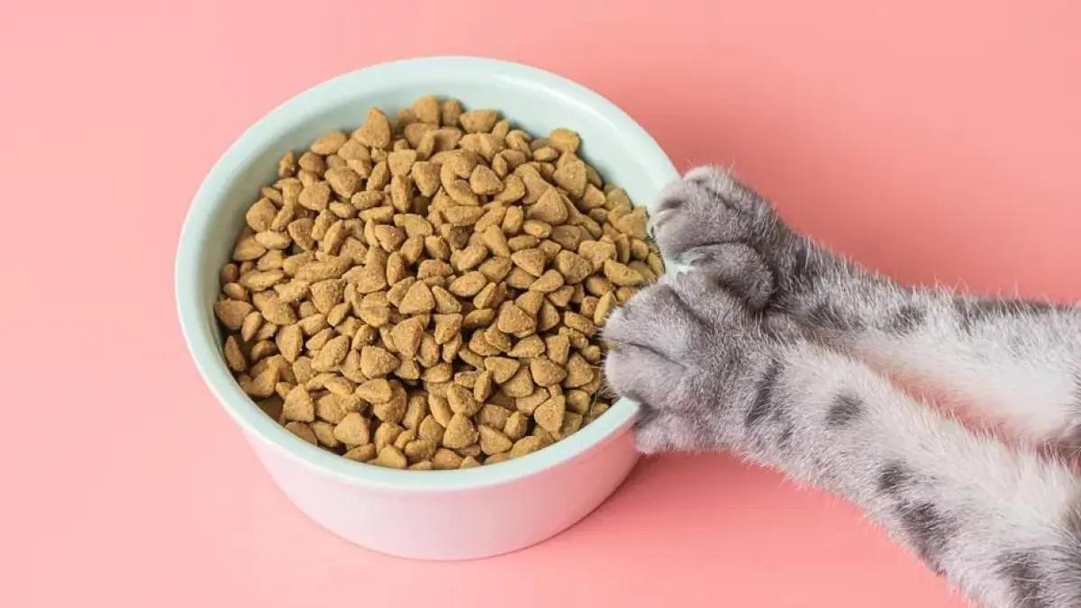 Rekomendasi makanan untuk kucing