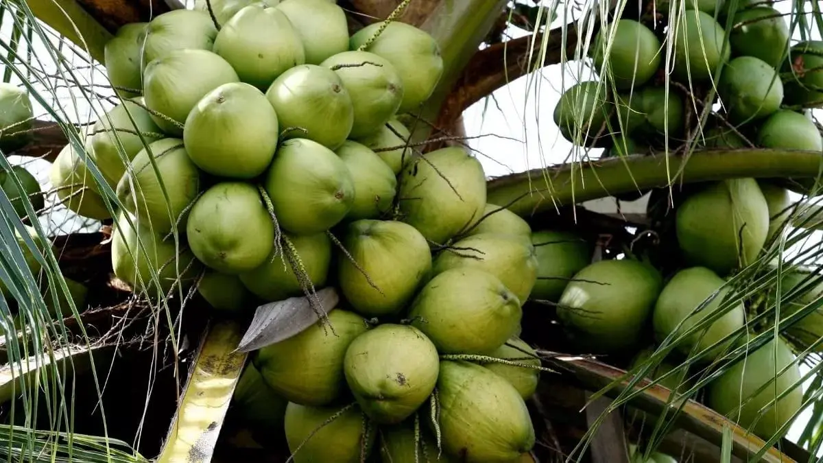 Manfaat air kelapa hijau