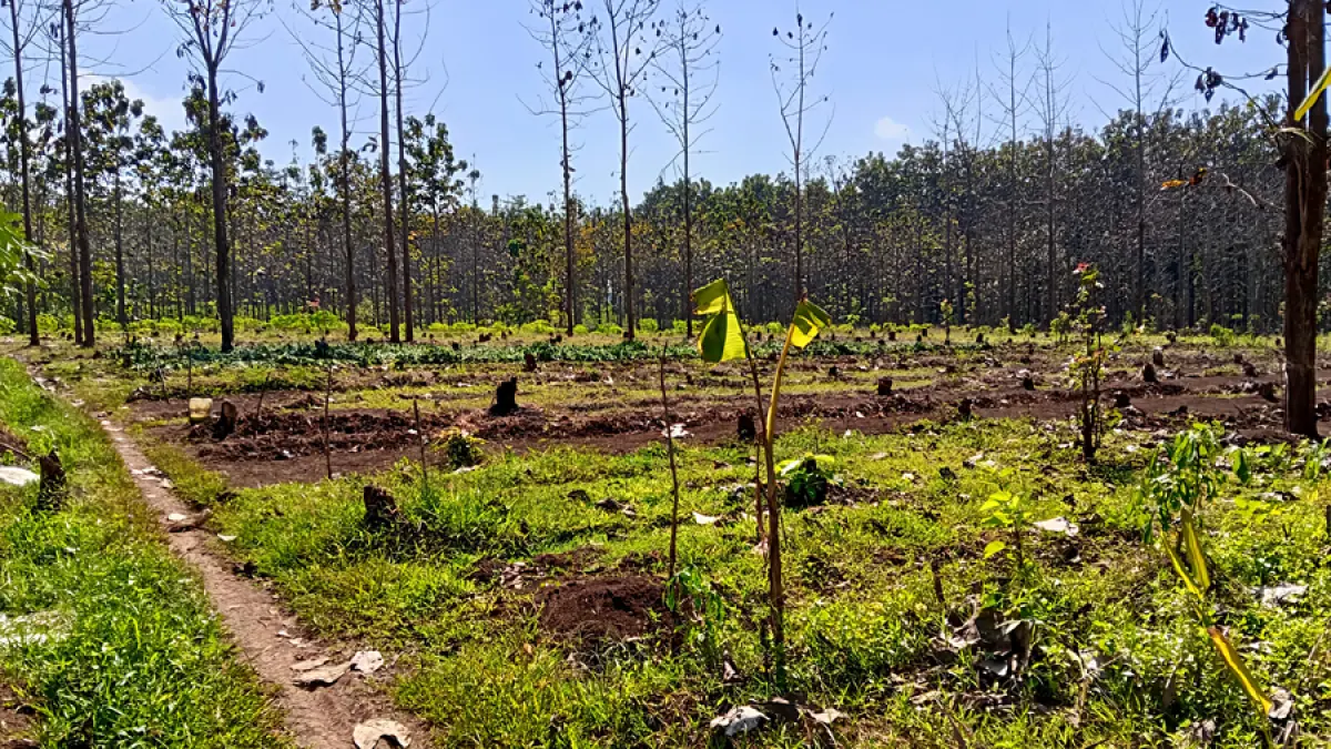 DIRUSAK: Pohon-pohon di Desa Regaloh, Tlogowungu kemarin. (ANDRE FAIDHIL FALAH/RADAR KUDUS)