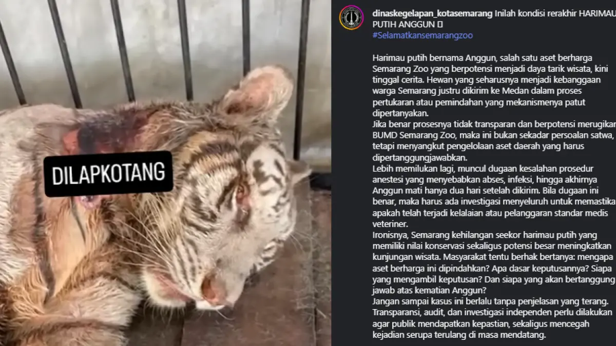 Kematian Harimau Putih Anggun Jadi Sorotan, Pemkot Semarang Lakukan Investigasi Menyeluruh. (Instagram dinaskegelapan_kotasemarang)