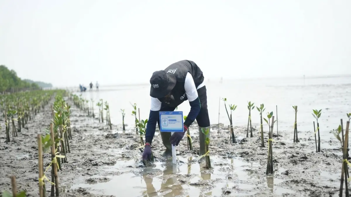 BRI Peduli dan Kelompok Tani Lokal Hijaukan Pesisir Karawang, 24.000 Mangrove Ditanam untuk Cegah Abrasi.