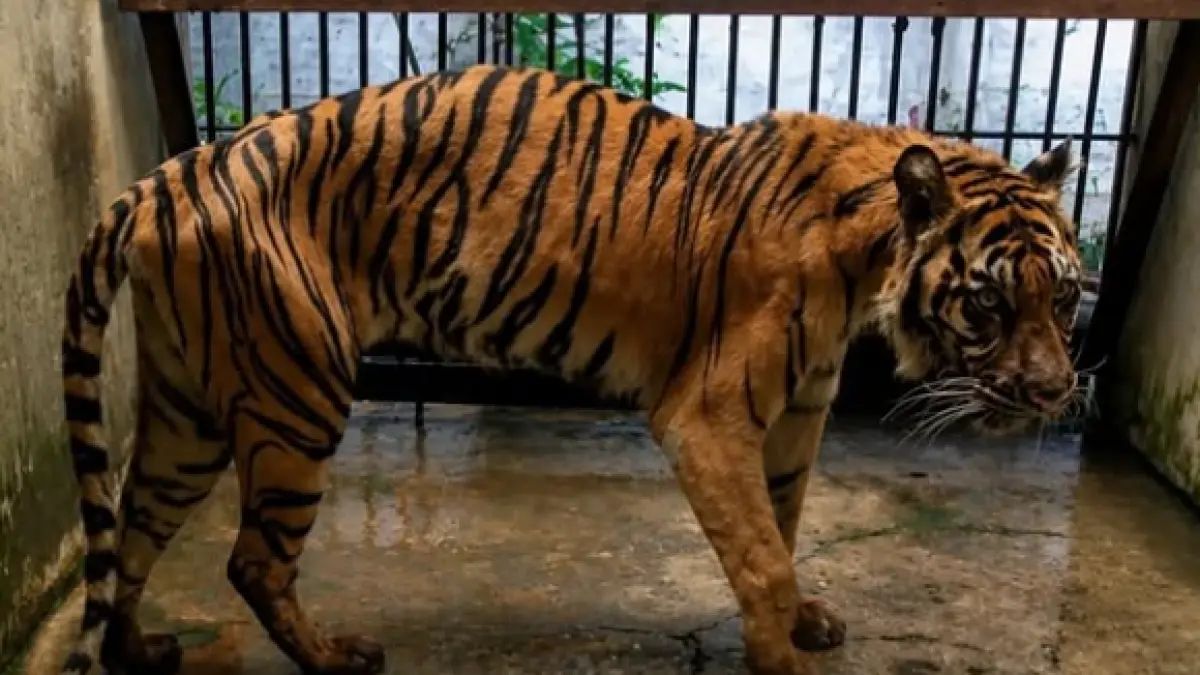Imbas Korupsi Rp10,2 Miliar: Mengurai Ancaman Kesehatan dan Kesejahteraan Satwa Kebun Binatang Surabaya