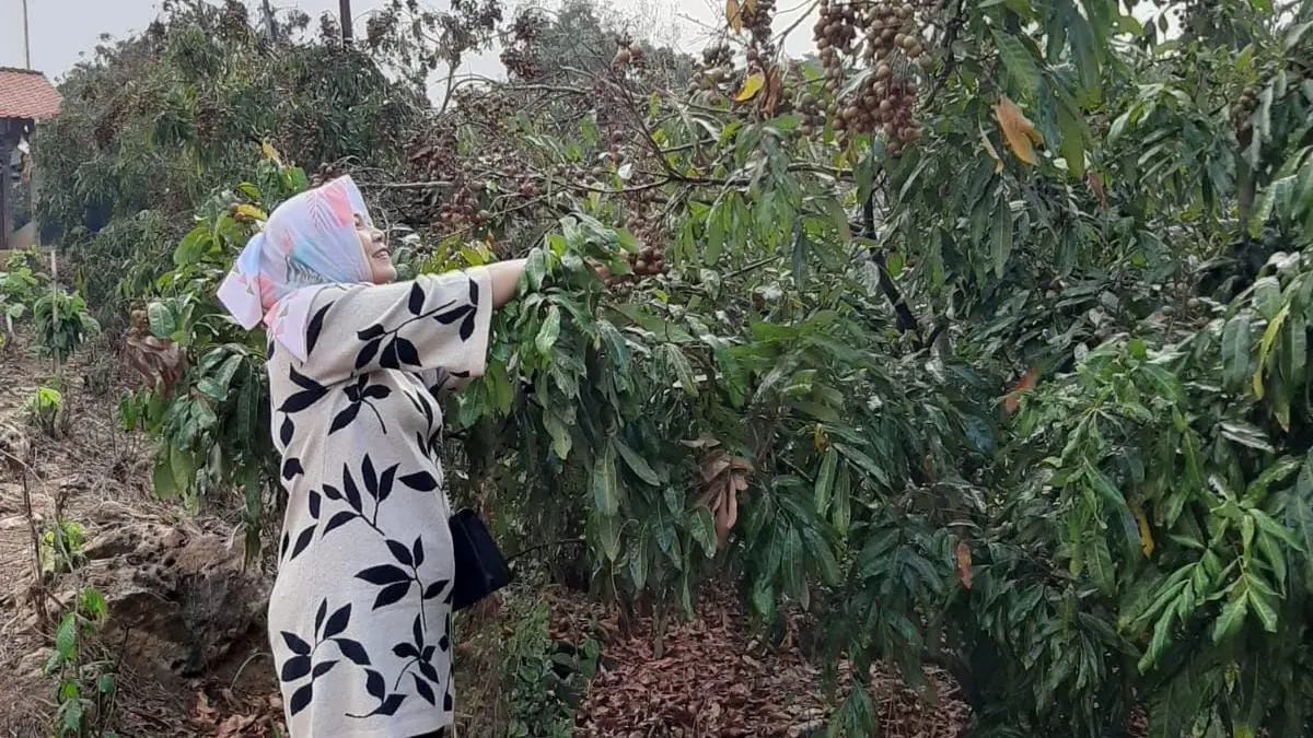 KEBUN: Kebun kelengkeng yang ada di Desa Sumberagung Kecamatan Ngaringan.