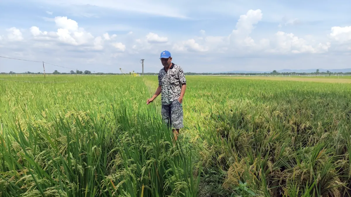 MENUNGGU DIPANEN: Seorang petani berada di area persawahan Kecamatan Margorejo belum lama ini. (ANDRE FAIDHIL FALAH/RADAR KUDUS)