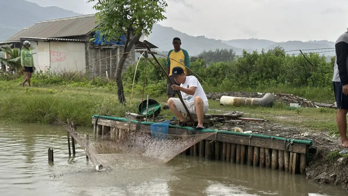 Aktivitas panen bandeng di Desa Ujungwatu, Kecamatan Donorojo, Kabupaten Jepara. Melalui program Bandeng Kalingga, PLN UIK Tanjung Jati B mendorong pengelolaan tambak yang lebih produktif sekaligus memperkuat kemandirian ekonomi masyarakat pesisir.