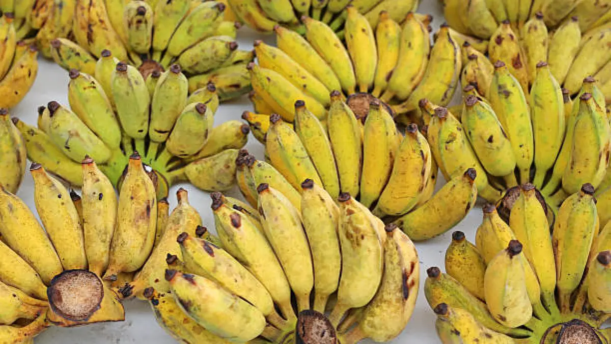 Protes Ketidakadilan: Tiga Petani Mukomuko Bayar Denda Rp3 Miliar Pakai Pisang, Ubi, dan Kelapa ke Pengadilan