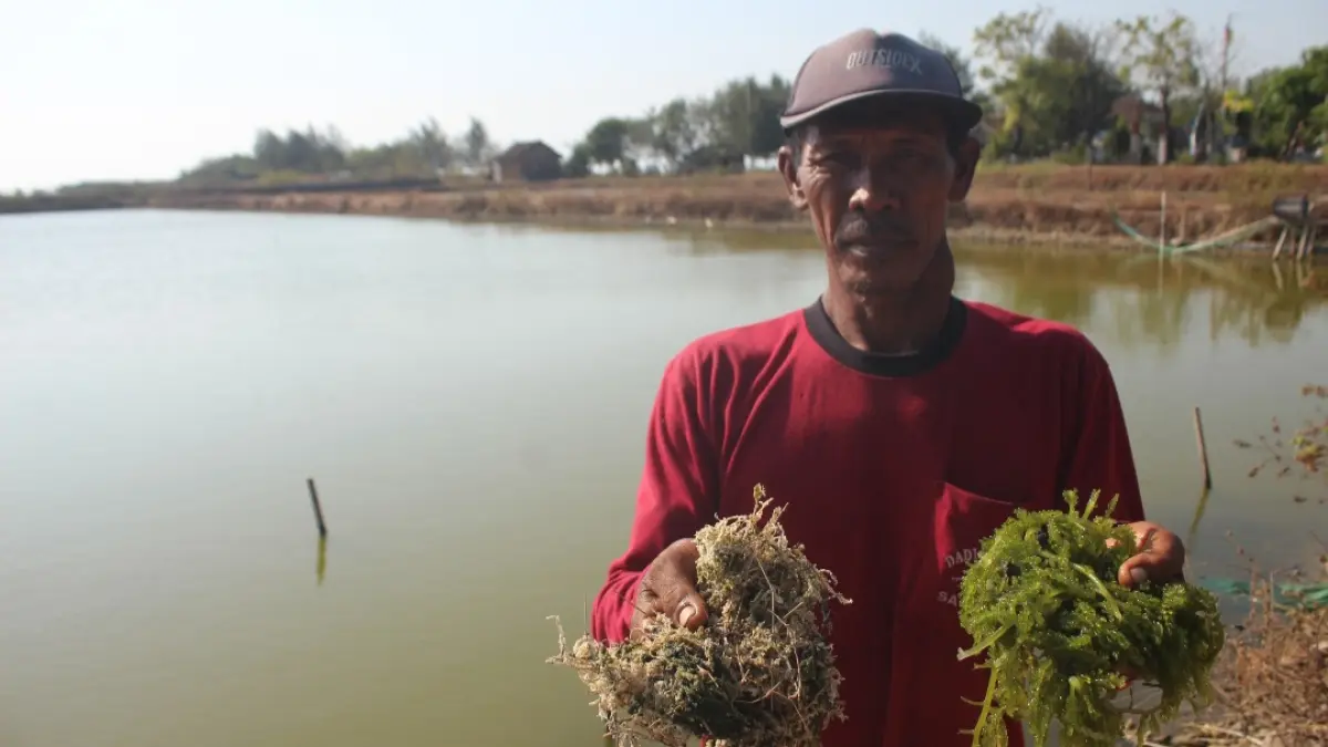 CEPAT BUSUK: Petani latoh menunjukkan kualitas bibitnya cepat membusuk, usai air di Perairan Pantai Pailus diduga tercemar limbah tambak udang, Rabu (26/8). (FIKRI THOHARUDIN/RADAR KUDUS)&nbsp;