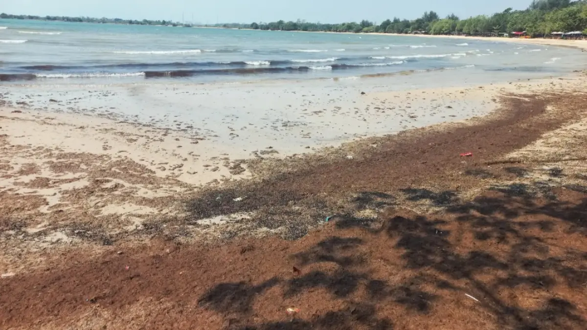 MENUMPUK: Kondisi Perairan Pantai Pailus yang dipenuhi diduga limbah tambak udang, pada Rabu (26/8).