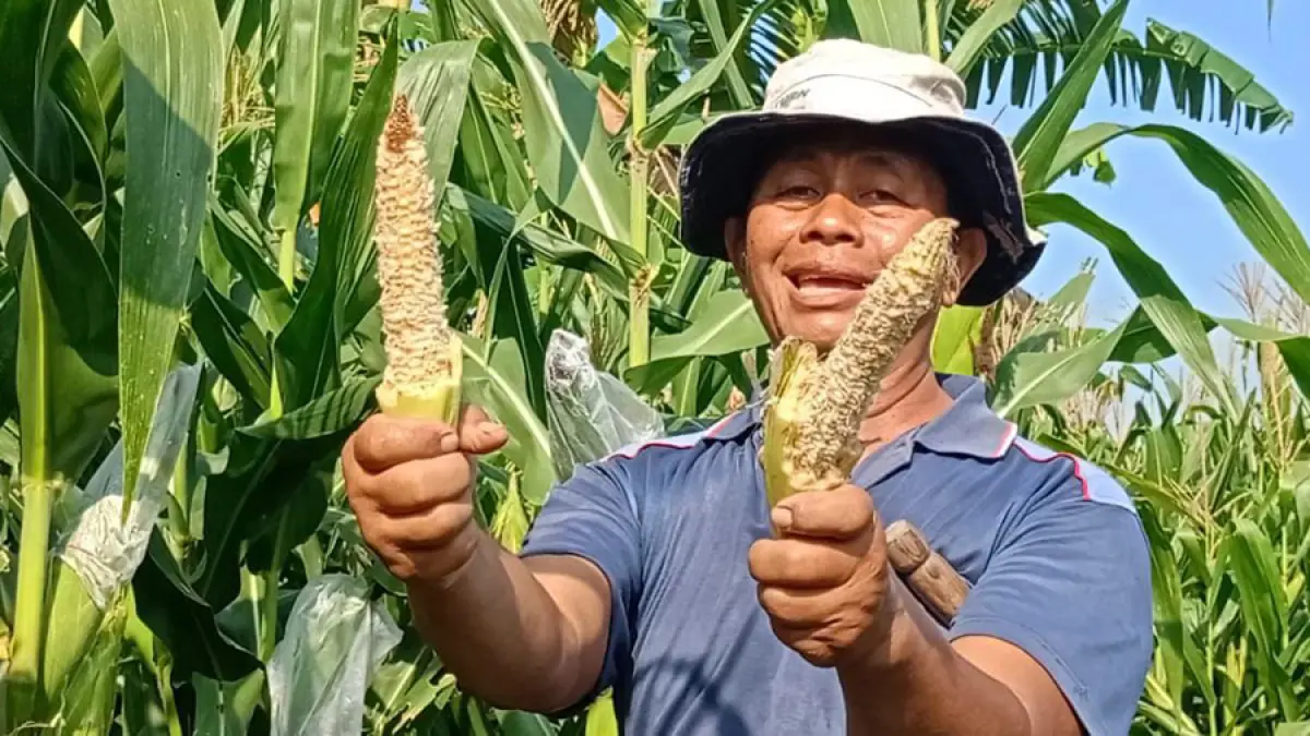RUGI: Petani jagung di Kecamatan Blora Kota menunjukkan bonggol jagung di sawah sudah habis dimakan tikus. (ARIF FAKHRIAN KHALIM/RADAR KUDUS)