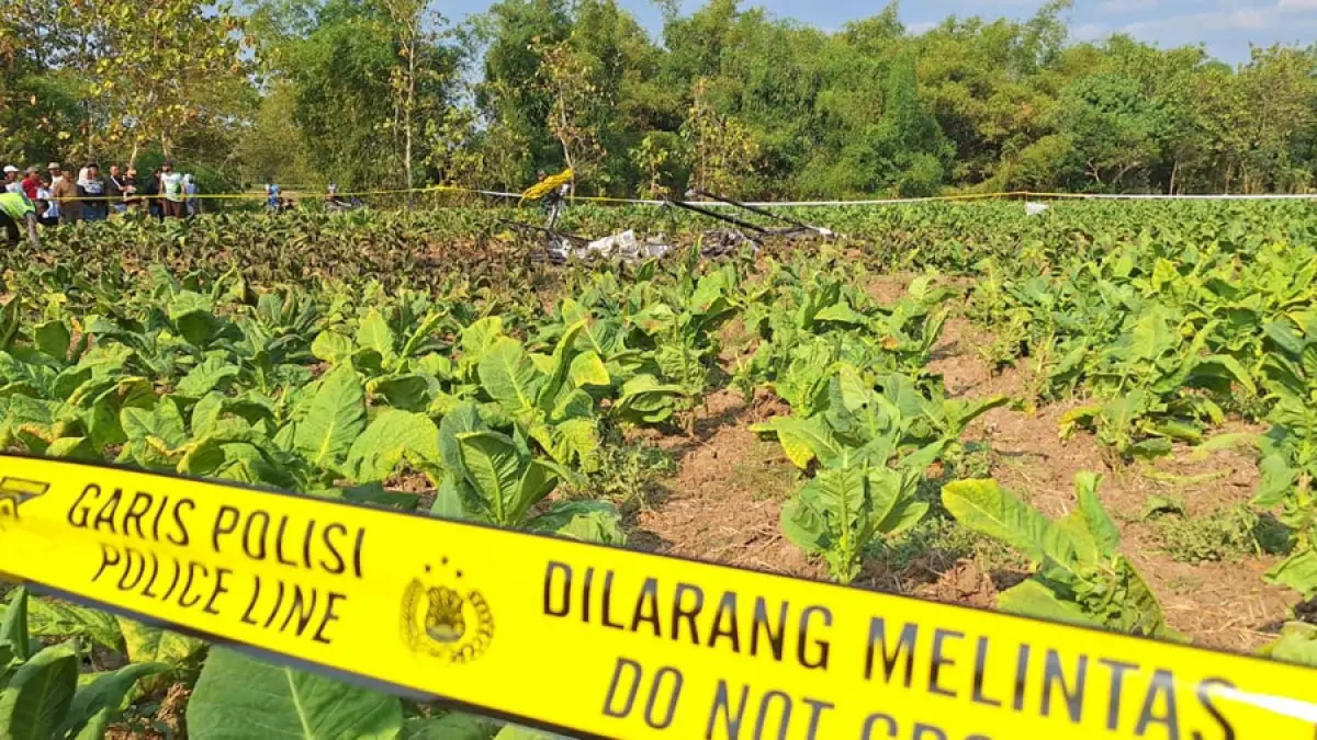 PARAH: Sawah milik Susilowati di Desa Sarimulyo Kecamatan Ngawen yang ditanami tembakau yang rusak akibat jatuhnya pesawat. (EKO SANTOSO/RADAR KUDUS)