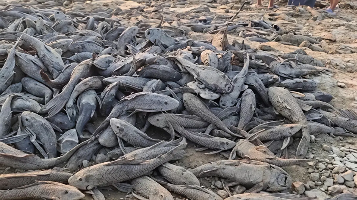 MEMBUSUK: Bangkai ikan sapu-sapu berserakan di wilayah Bendung Karet belum lama ini. (ANDRE FAIDHIL FALAH/RADAR KUDUS)