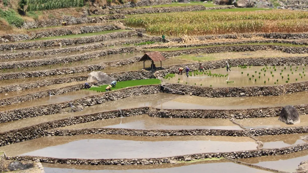 TANDUR: Para petani Desa Tempur sedang menanam padi, air melimpah mengucur dari Pegunungan Muria.