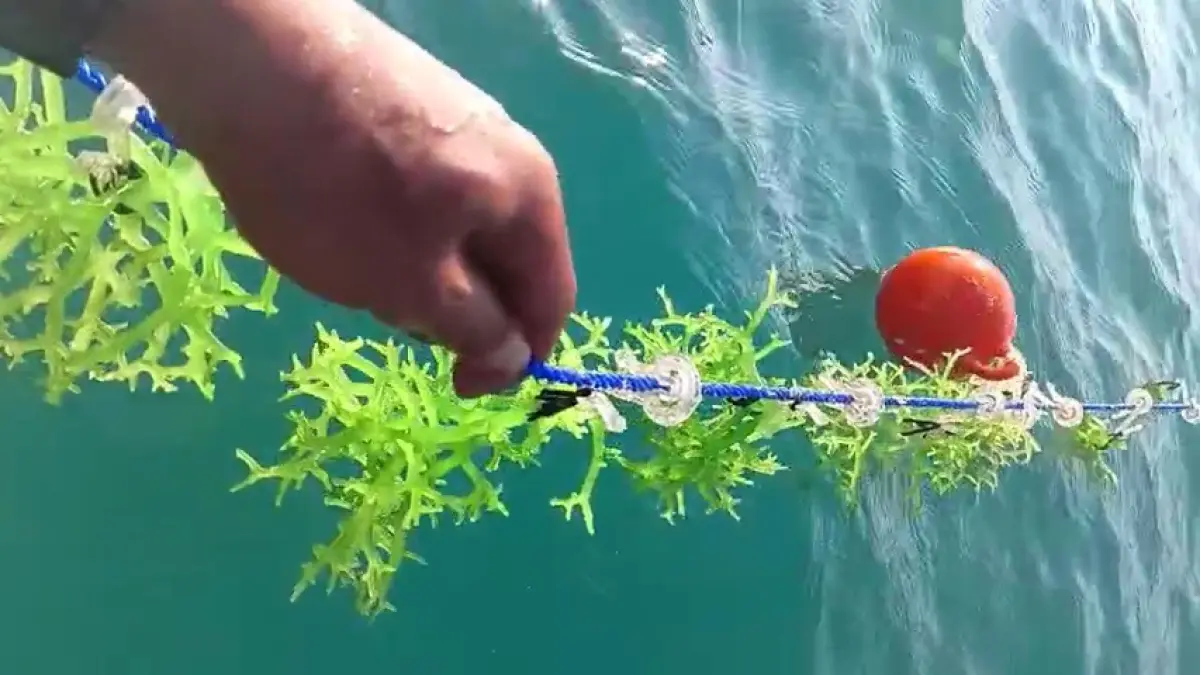 ADAPTASI: Kondisi bibit rumput laut program modeling KKP yang diterapkan di Kemujan, Karimunjawa, mulai tumbuh, beradaptasi.