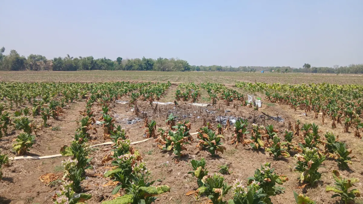 PARAH: Lokasi sawah warga yang jati tempat pendaratan darurat pesawat jatuh beberapa waktu lalu. (EKO SANTOSO/RADAR KUDUS)