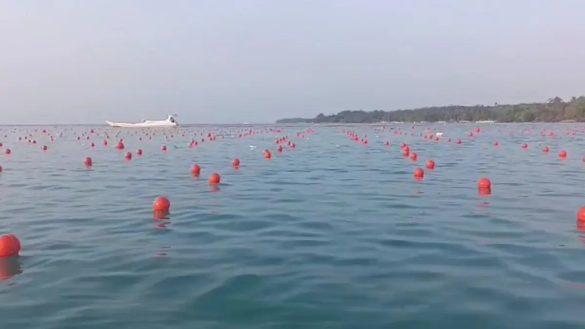PERIODE AWAL: Modelling rumput laut yang ditanam PT Aquatec bantuan budidaya dari KKP, terus diperluas. Program ini disebut menyasar hingga 240 hektare dengan anggaran Rp o miliar.