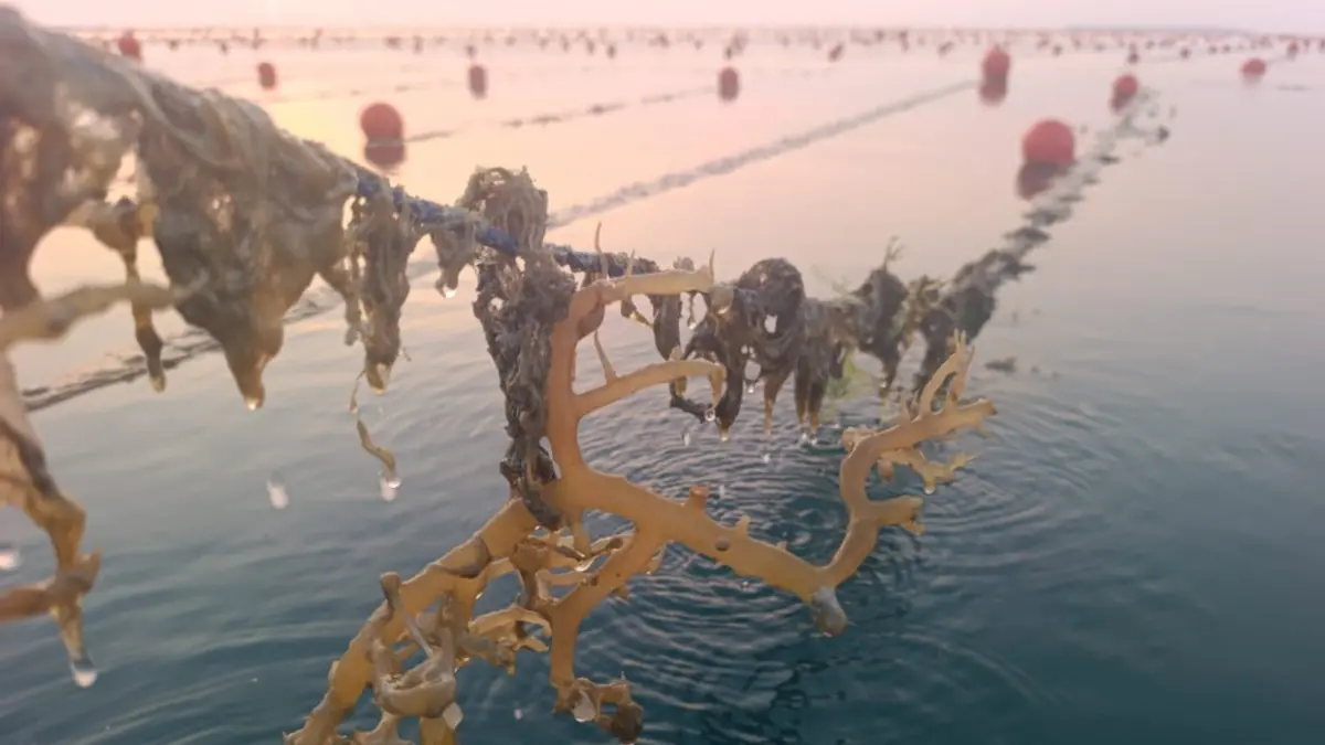 TAK SESUAI: Tampak bibit rumput laut yang ditanam PT Aquatec yang mulai dijangkiti penyakit.