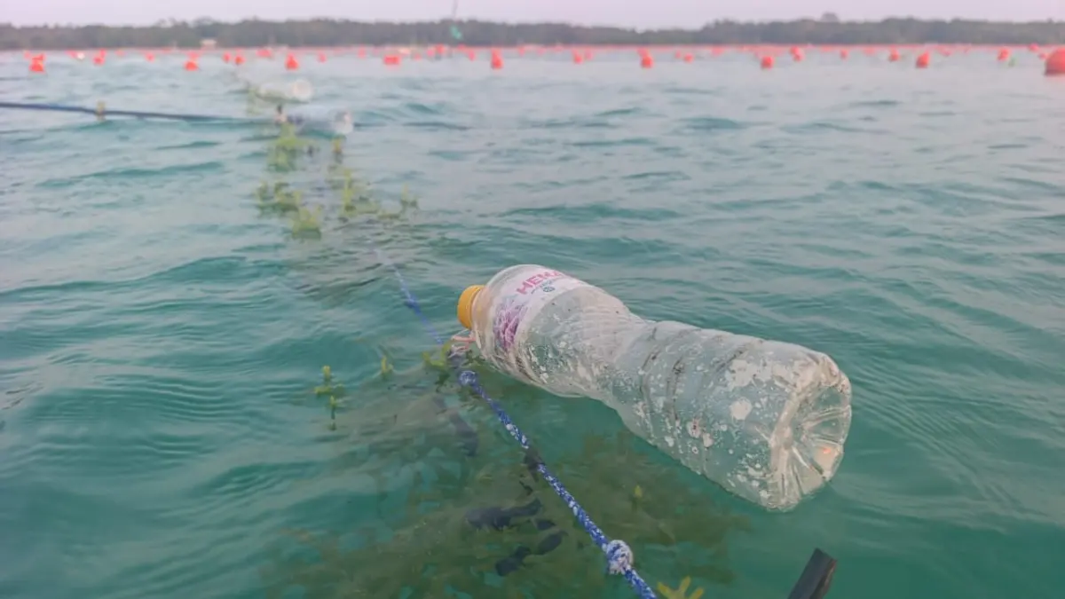 TUMBUH BAGUS: Metode yang dilakukan oleh petani rumput laut di Kemujan, Karimunjawa. Metode tradisional dan sederhana ini terbukti berhasil. (BAMBANG ZAKARIA UNTUK RADAR KUDUS)
