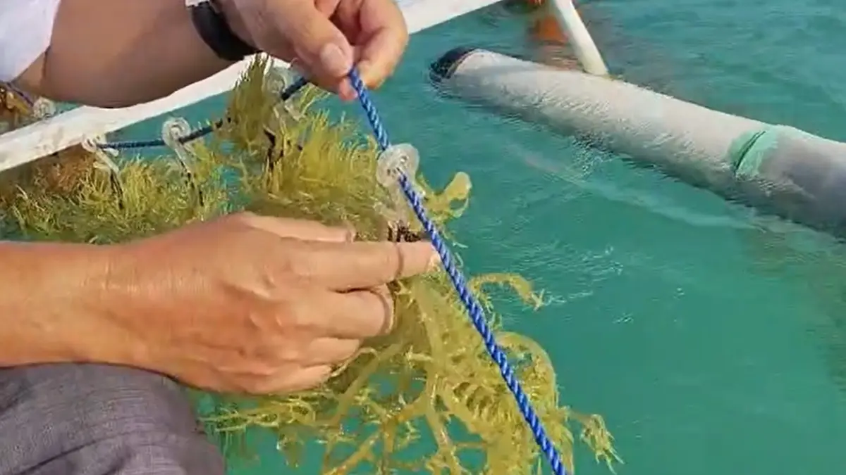 UNGGUL: Performa pertumbuhan bibit rumput laut hasil kultur jaringan menunjukkan kondisi yang baik.