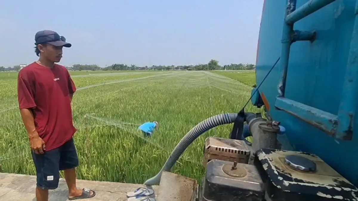 DILIHAT: Petani Pati sedang mengecek kondisi sawahnya belum lama ini. (ANDRE FAIDHIL FALAH/RADAR KUDUS)