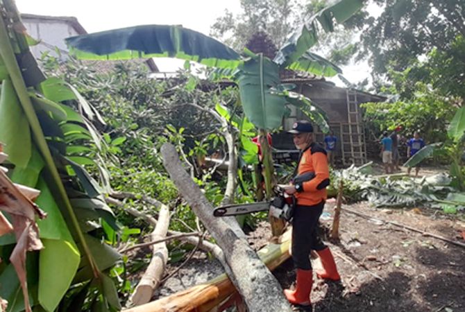 POTONG POHON: Anggota SAR BPBD Grobogan memotong pohon yang tumbang di Desa Karanggeneng, Kecamatan Godong. (SIROJUL MUNIR/RADAR KUDUS)
