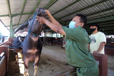 DICEK KESEHATANNYA: Petugas sedang memeriksa kesehatan dan kelayakan dari hewan yang akan dijual untuk hari raya Idul Adha di pasar hewan Mejobo kemarin. (DONNY SETYAWAN/RADAR KUDUS)