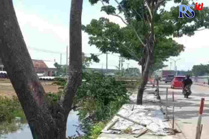 DICOR: Pohon peneduh di Jalur Pantura Demak yang tampak menyatu dengan cor jalan. (RADAR SEMARANG)