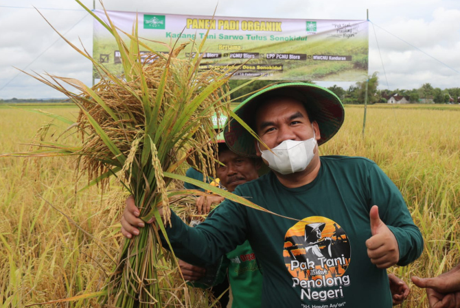 SUBUR: Bupati Blora Arief Rohman memanen padi organik di Desa Sonokidul, Blora, baru-baru ini. (PEMKAB BLORA FOR RADAR KUDUS)