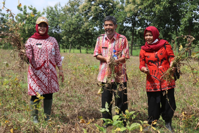 PANEN PERDANA: Wakil Bupati Blora, Tri Yuli Setyowati Panen perdana komoditas kedelai varietas Anjasmoro di Desa Jetakwanger, Kecamatan Ngawen, Blora, Kamis (3/2). (FORKOMPIM FOR RADAR KUDUS)