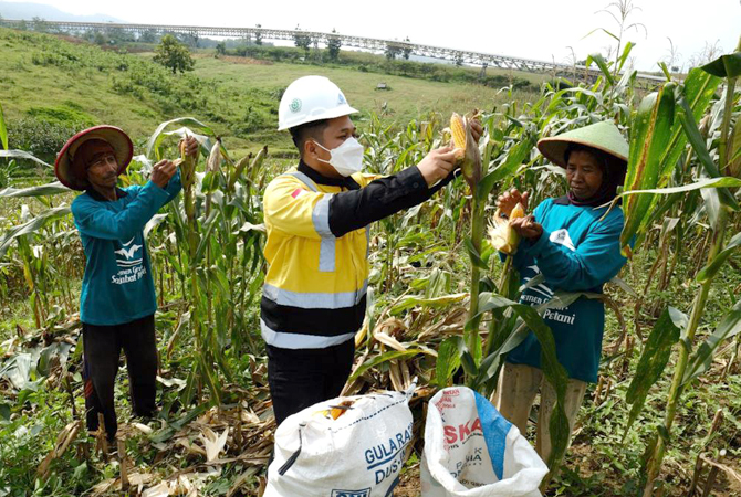BERSAMA: Sinergitas antara perusahaan dengan masyarakat sekitar. Karyawan Semen Gresik membantu para petani memanen hasil perkebunan jagung di lokasi holtikultura PTSG Pabrik Rembang. (PT SG FOR RADAR KUDUS)