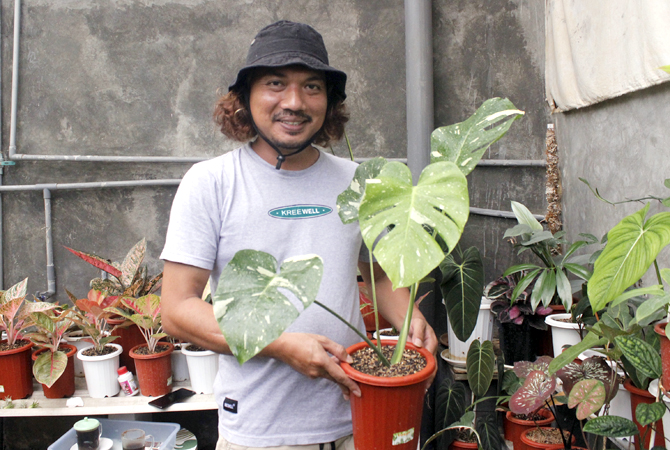 MEMUKAU: Beni menunjukkan philodendron koleksinya di pekarangan yang dijadikan tempat merawat berbagai jenis tanaman lainnya. (ANDRE FAIDHIL FALAH/RADAR KUDUS)