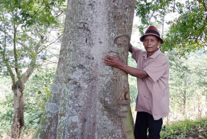 PANTANG MENYERAH: Ngatiman merangkul salah satu pohon besar yang dulu ia tanam, Senin (14/3). (EKO SANTOSO/RADAR KUDUS)