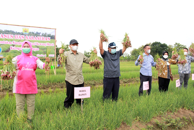 PANEN DAN SARASEHAN: Pembentukan korporasi petani bawang merah di Desa Terkesi, Kecamatan Klambu, bersama Wakil Bupati Grobogan Bambang Pujiyanto pada (8/5/2021). (SIROJUL MUNIR/RADAR KUDUS)