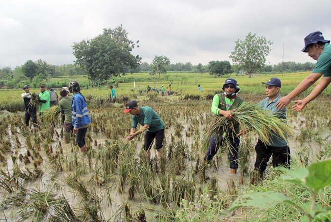 ALL-OUT: Kepala Dintanpan Rembang, Agus Iwan Haswanto memimpin langsung bersama personel dan tim ngarit dan ngedos pari minimalisir kerugian banjir akibat banjir di desa Sumber, Kecamatan Sumber, Sabtu (12/3) lalu. (WISNU AJI/RADAR KUDUS)