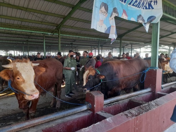 Illustrasi sapi.