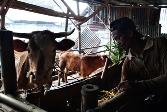 Illustrasi peternak mengecek kesehatan sapi beberapa waktu lalu. (RADAR SIDOARJO)