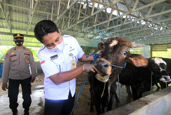 LANGKAH ANTISIPASI: Anton Cahyono, petugas kesehatan hewan dari Dinas Pertanian dan Peternakan Kabupaten Kudus memeriksa mulut sapi di salah satu peternakan di Desa Besito, Gebog, Kudus, kemarin. (DONNY SETYAWAN/RADAR KUDUS)