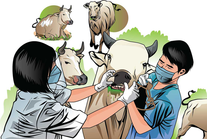 Illustrasi sapi. (MAHENDRA ADITYA/RADAR) KUDUS