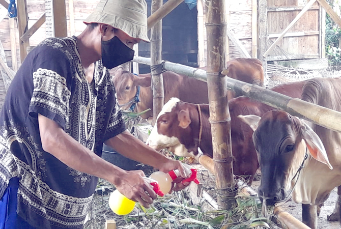 SEHAT LAGI: Sapi-sapi milik Lilik Yuliantoro sudah makan dengan normal setelah diberi ramuan herbal. (LILIK YULIANTORO FOR RADAR KUDUS)