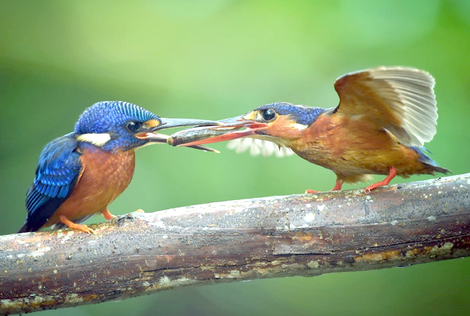 BUTUH PERJUANGAN: Salah satu hasil foto burung kingfisher karya Yoce Mocodompis. (YOCE MOCODOMPIS FOR RADAR KUDUS)