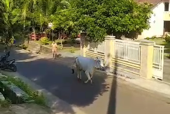 LEPAS: Sapi kurban di Desa Sekuro, Mlonggo, Jepara lepas karena tali yang terputus. (DOK. RADAR KUDUS)