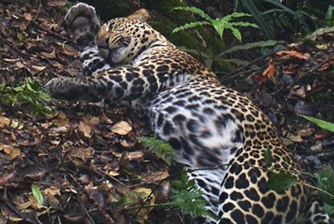 Illustrasi macan muria. (ISTIMEWA)