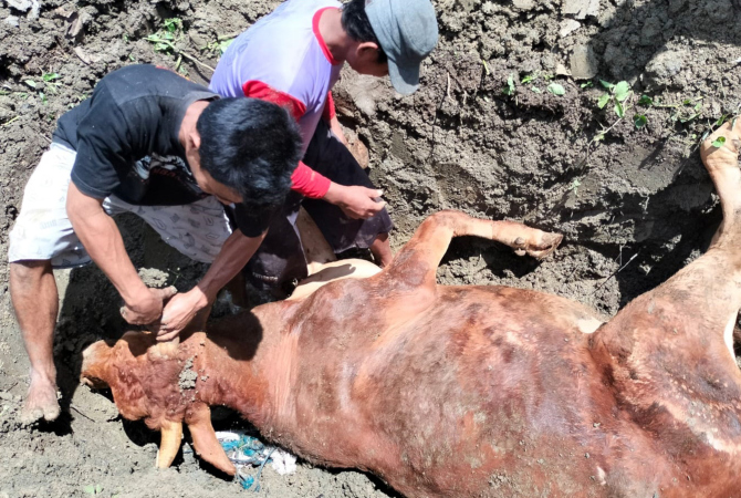 MATI MISTERIUS: Warga menguburkan sapi mati di Dusun Singopranan, Desa Belor, Ngaringan, Grobogan pada Sabtu (7/1). (DISNAKAN GROBOGAN FOR RADAR KUDUS)