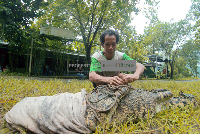 KETIGA KALI: Relawan mengevakuasi buaya milik wisata Akar Seribu Plajan yang lepas lagi, Jumat (27/1).  (MOH. NUR SYAHRI MUHARROM/RADAR KUDUS)