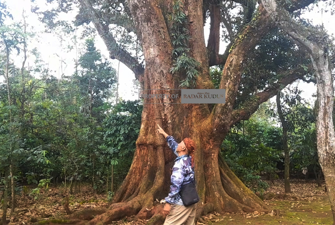 PURBA: Pohon durian yang berusia lebih dari 200 tahun masih hidup, berbuah dan dirawat oleh warga sekitar (16/01). (NIBROS HASSANI/JAWA POS RADAR KUDUS)