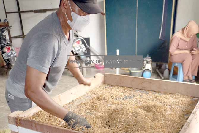 ROKOK DAUN TALAS: Ulwan anggota dewan menunjukkan rokok daun talas. (DONNY SETYAWAN/RADAR KUDUS)