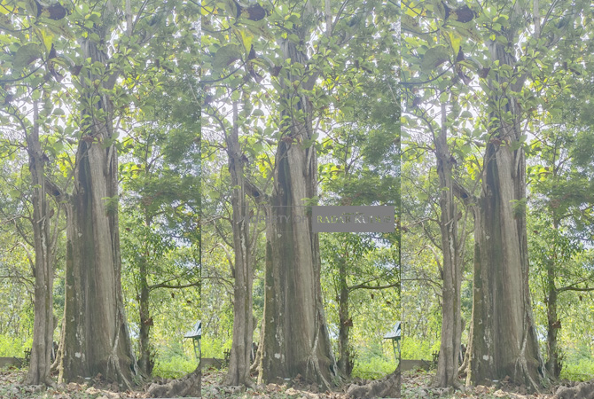 Jati Denok, salah satu jati tertua di Indonesia yang berada di KPH Randublatung, Blora. (AHMAD ZAIMUL CHANIEF/JAWA POS RADAR KUDUS)
