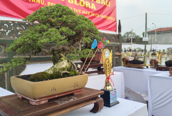 KONTES: Salah satu pohon bonsai yang dikonteskan dalam rangka penjaringan sebelum mengikuti kontes bonsai tingkat Asia. (AHMAD ZA