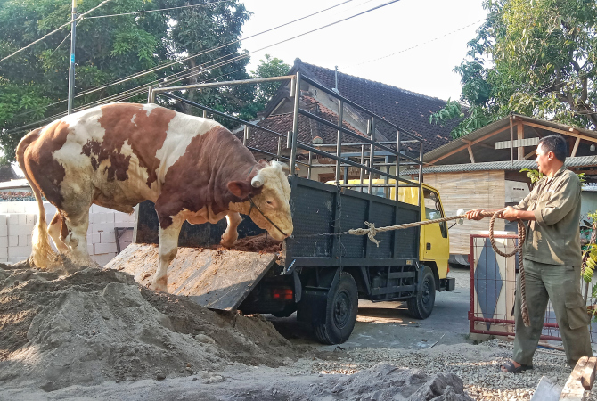 DITURUNKAN: Tim pengirim hewan kurban sedang menurunkan sapi dari Gubernur Jawa Tengah Ganjar Pranowo pada Rabu (28/6). (VACHRI RINALDY L/RADAR KUDUS)
