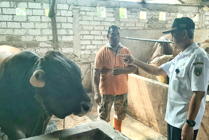 CEK KESEHATAN: Tim Dintanpan Rembang memeriksa kondisi sapi di wilayah Kaliori baru-baru ini. (PEMKAB REMBANG FOR RADAR KUDUS)