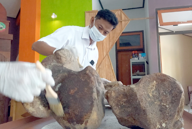 DISELAMATKAN: Dua fosil tulang gajah purba stegodon&nbsp; dibersihkan oleh petugas dari Bidang Kebudayaan Dinporabudpar Kabupaten Blora di Rumah Artefak Blora belum lama ini. (DINPORABUDPAR FOR RADAR KUDUS)